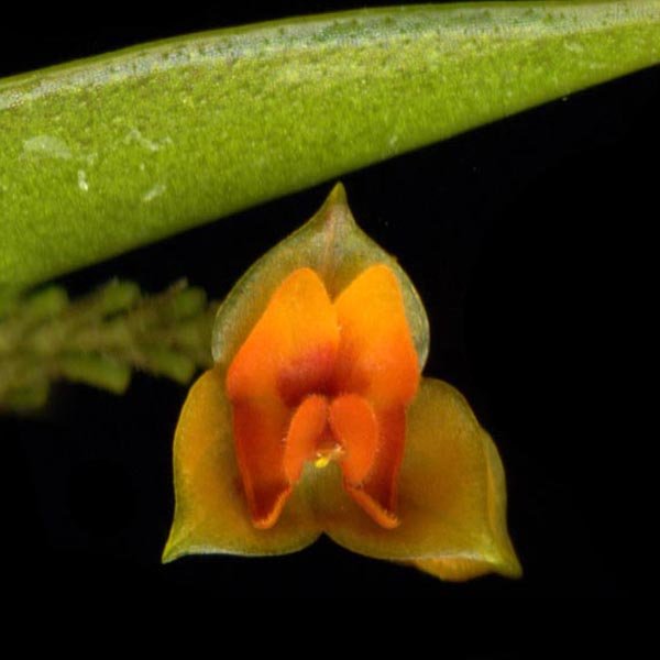 Lepanthes olmosii
